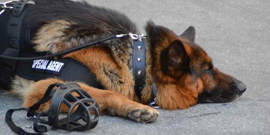 Police Dogs and Their Home Life
