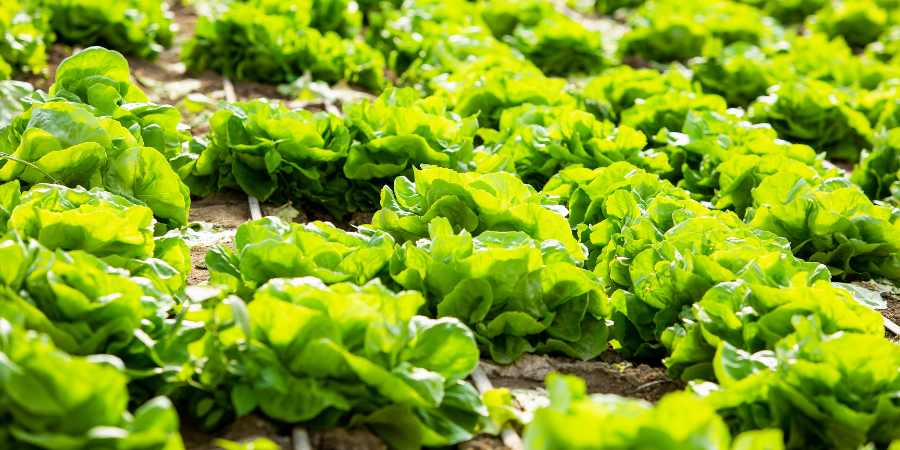 Blog_Cool-Season Vegetables_900x450