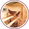 Blog_Coop Roost_300x300