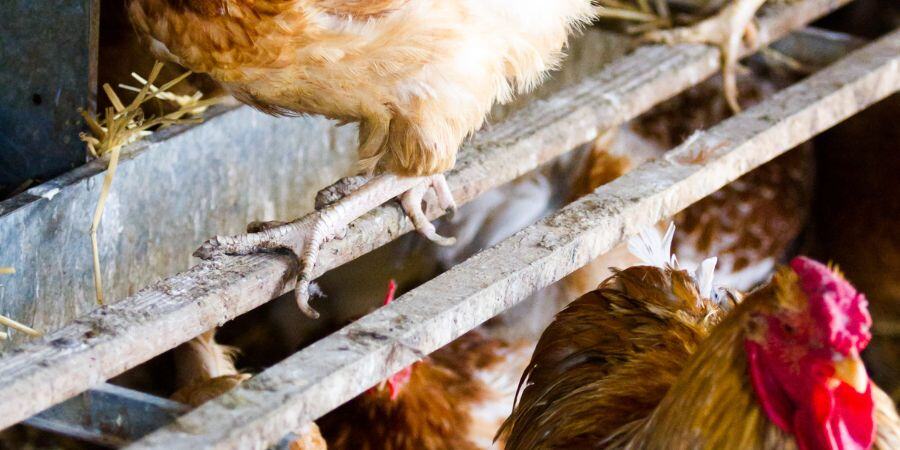 Blog_Coop Roost_900x450