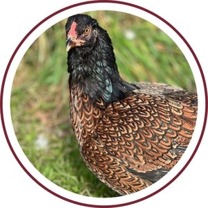 Blog_Cornish Chicken_400x400