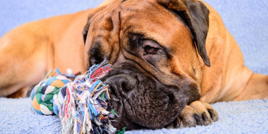 Blog_Dog on a Comfortable Bed With Toy_900x450