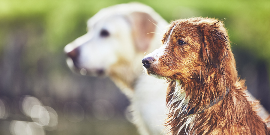 Top Considerations for Dog Breeders