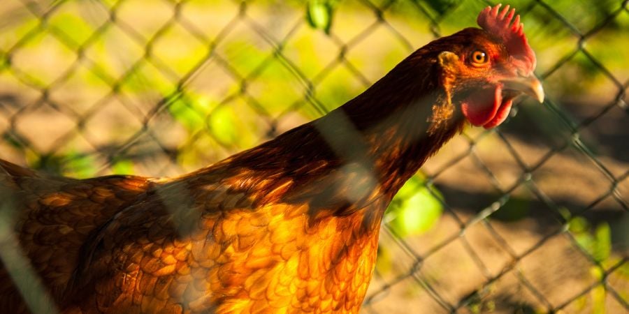 Blog_Enclosed Chicken_900x450