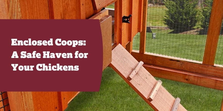 Blog_EnclosedCoopsASafeHavenForYourChickens_900x450