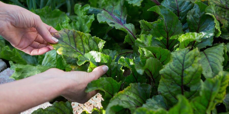 Blog_ExaminingLeafyGreens_900x450