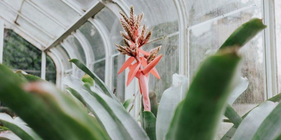 Blog_ExoticGreenhousePlant_900x450