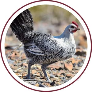 Blog_Fayoumi Chicken_400x400