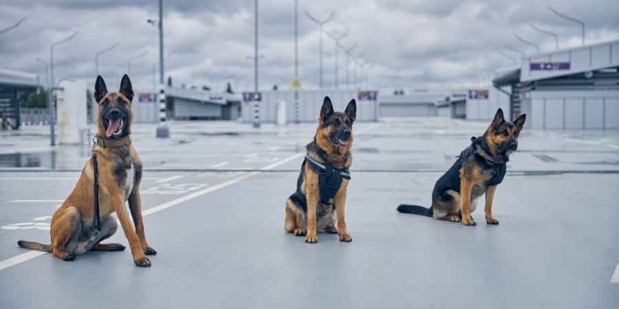 Blog_Featuer_K-9 Police Dogs