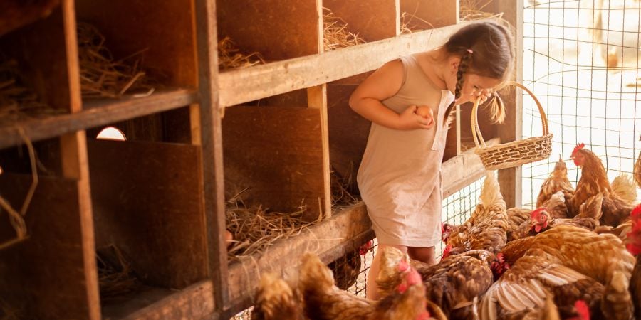 Blog_Feeding Hens in Front of Nesting Boxes_900x450