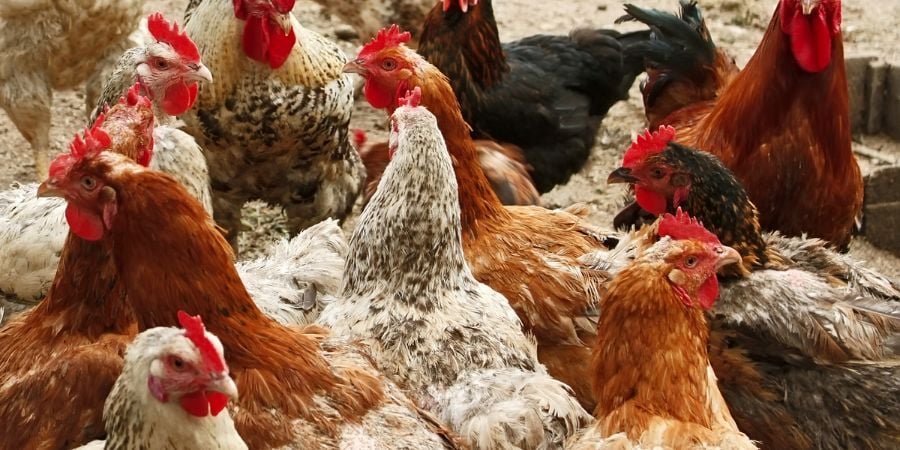 Blog_Flock of Chickens_900x450-1