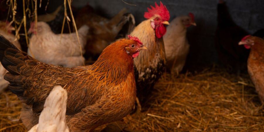 Blog_FlockOfChickensInsideCoop_900x450