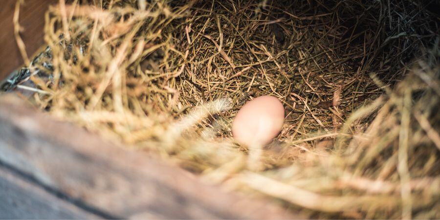 Blog_Fresh Egg in Nesting bBox_900x450