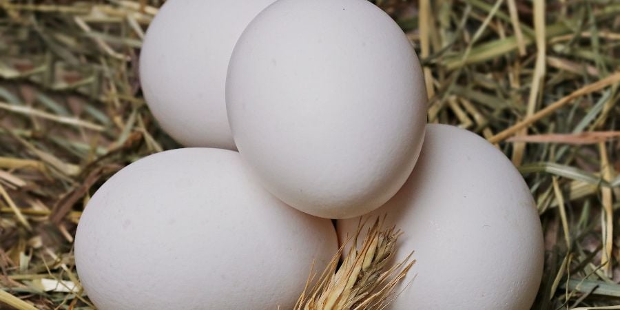 Blog_Fresh Eggs_900x450