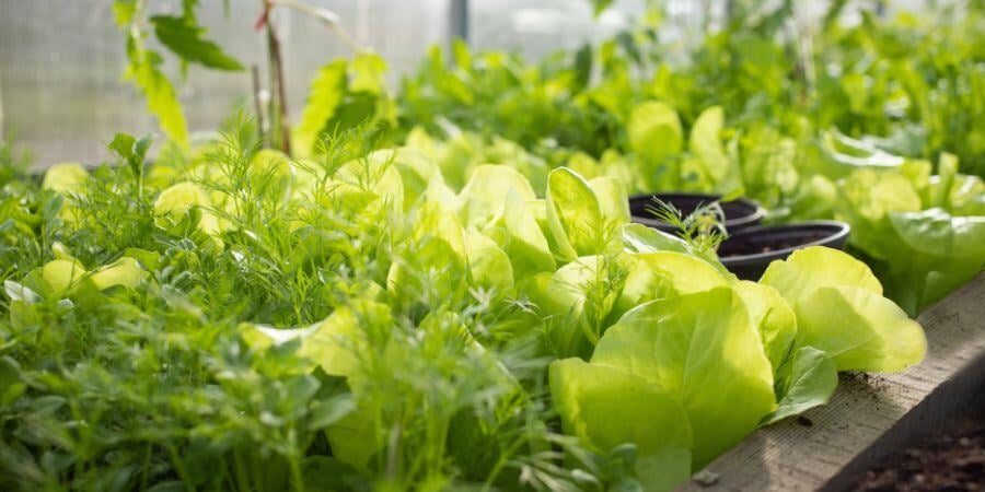 Blog_FreshGreensInGreenhouse_900x450