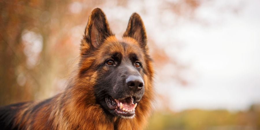 Blog_German Shepherd_900x450