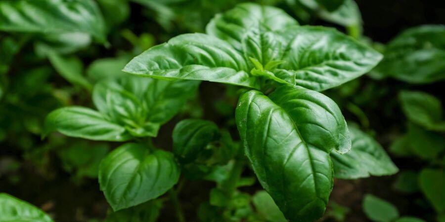 Blog_Greenhouse Basil Plant_900x450
