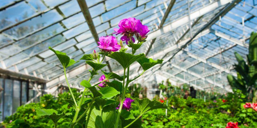 Blog_Greenhouse Flower Growing_900x450