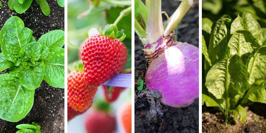 Blog_Greenhouse Gardening in Every Season_900x450