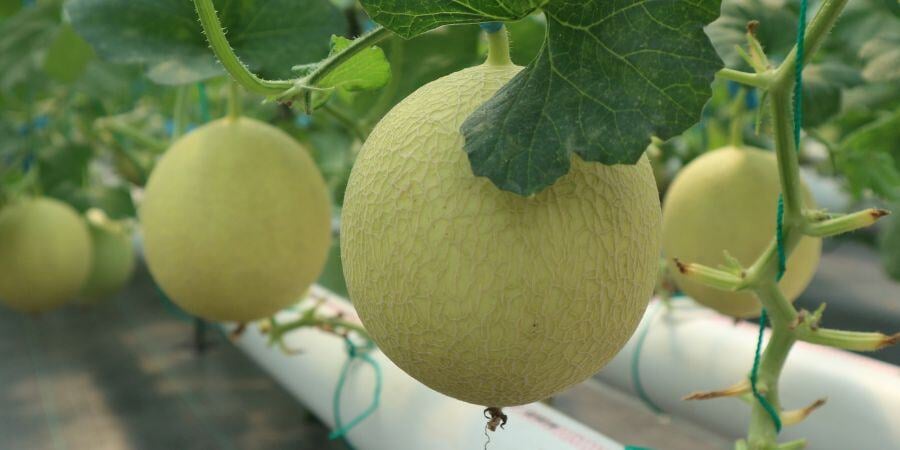Blog_Greenhouse Melons_900x450