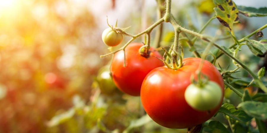 Blog_Greenhouse Produce_900x450