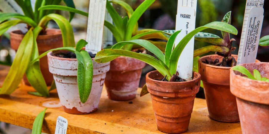 Blog_Greenhouse Shelf_900x450