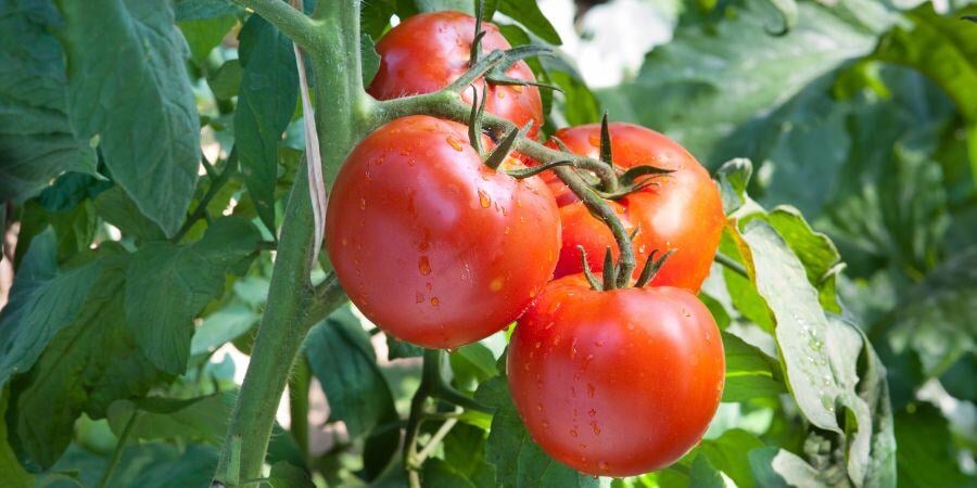Blog_Greenhouse Tomatos_900x450
