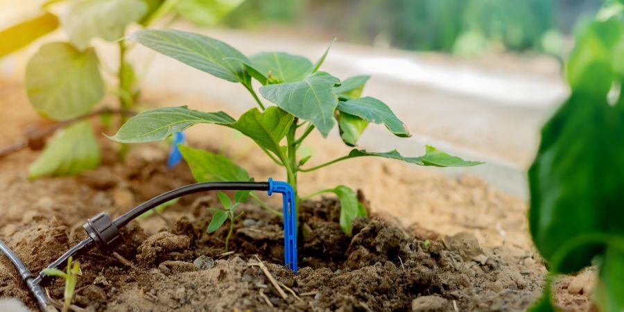 Blog_GreenhouseDripIrrigationSystem_900x450