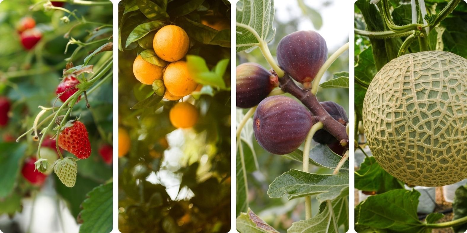 Blog_GreenhouseFruit_900x450
