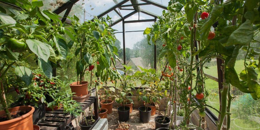 Blog_GreenhouseInterior_900x450