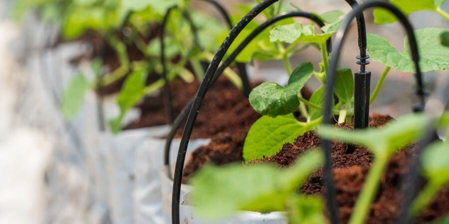 Blog_GreenhouseIrrigationSystem_900x450