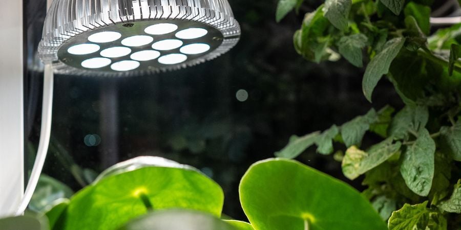 Blog_GreenhouseLight_900x450