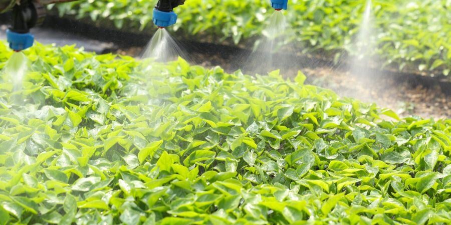 Blog_GreenhouseMistingSystems_900x450
