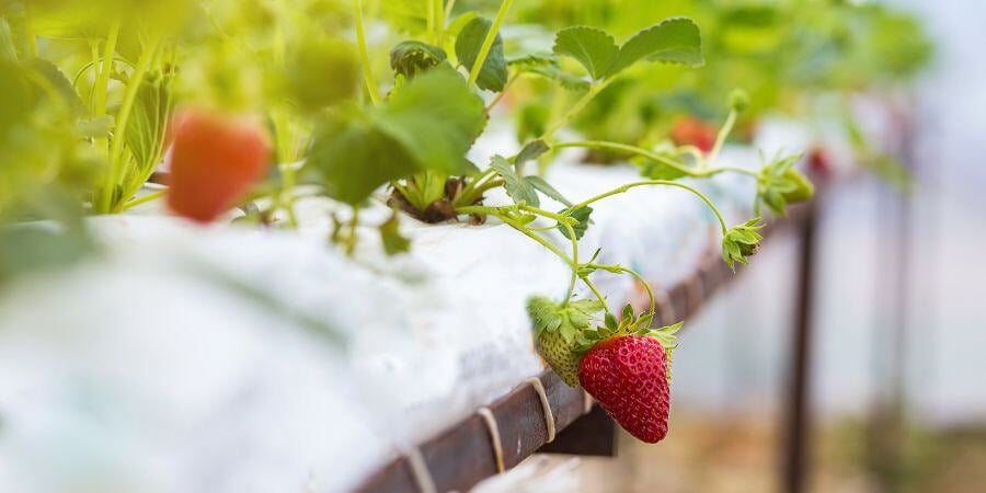 Blog_GreenhouseStrawberryPlants_900x450