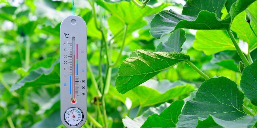 Blog_GreenhouseTemperature_900x450