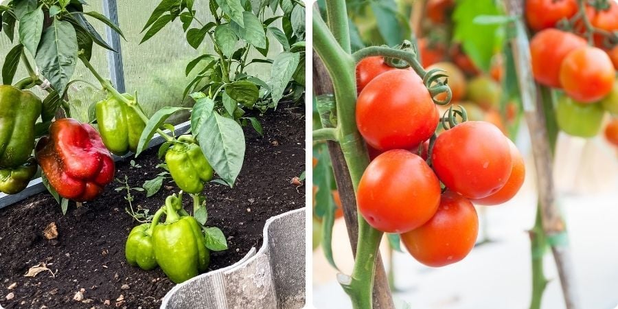 Blog_GreenhouseTomatoAndPepperPlant_900x450