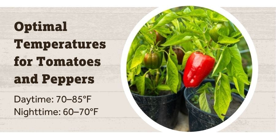 Blog_GreenhouseTomatoAndPepperTempatures_900x450
