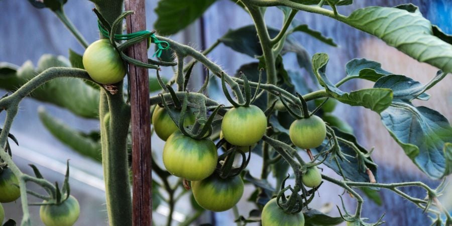 Blog_GreenhouseTomatoes_900x450