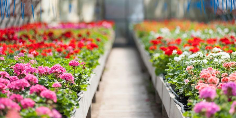 Blog_Growing Flowers in a Greenhouse_900x450
