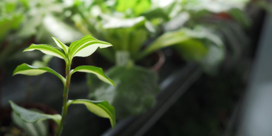 Blog_Growing Greenhouse Plants_900x450