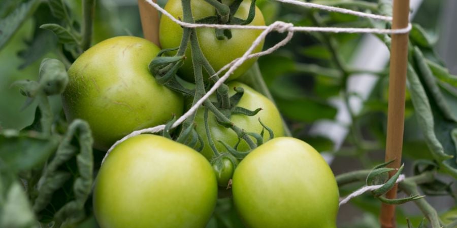 Blog_Growing Tomatos_900x450