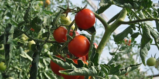 Blog_GrowingFreshTomatoesInGreenhouse_900x450