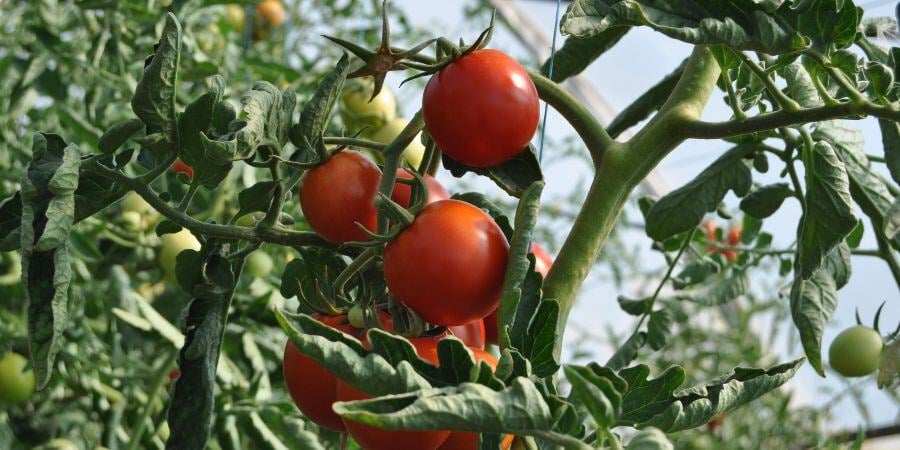 Blog_GrowingFreshTomatoesInGreenhouse_900x450