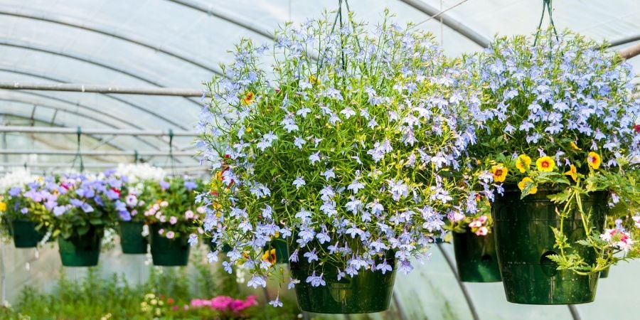 Blog_Hanging Plants in Greenhouse_900x450