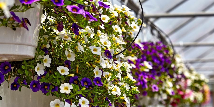 Blog_Hanging Plants in a Greenhouse_900x450