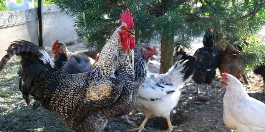 Chicken Care 101: Everything You Need for Happy Chickens