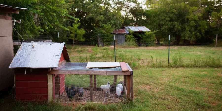 Blog_Header_DIY Chicken Coop