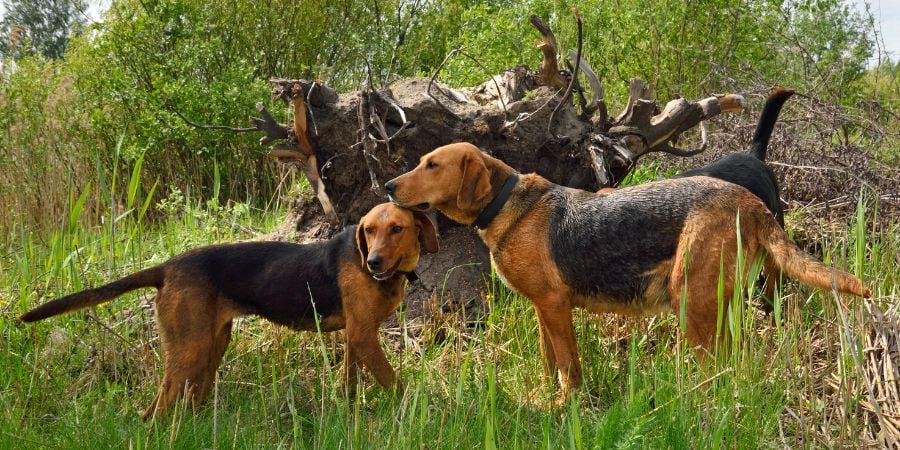 Why Large Dog Kennels Work Better than Fencing