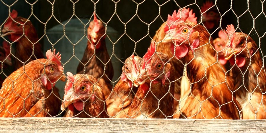 How to Raise Chickens in Winter Months