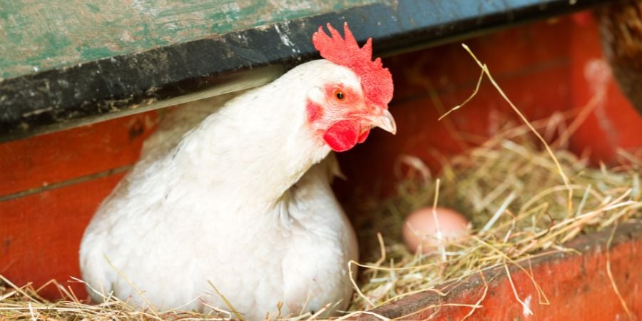 Blog_Hen in a Nesting Box_900x450